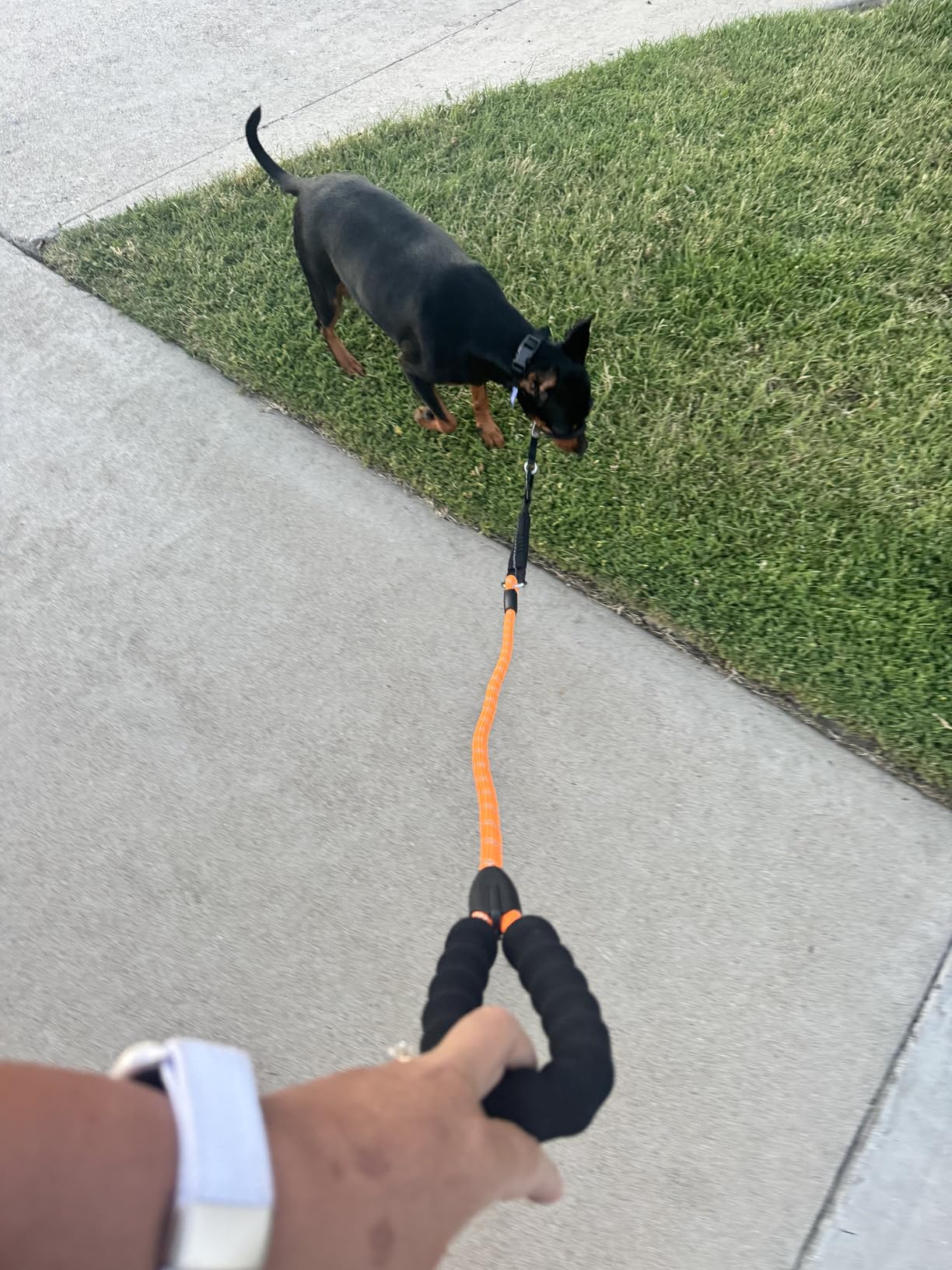 Long Dog Leash 100 FT: Heavy Duty Rope Leashes for Dogs Training with Swivel Lockable Hook Reflective Threads Bungee and Padded Handle - Dog Lead for Large Small Medium Dogs Outside Walking Hiking customer photo 1