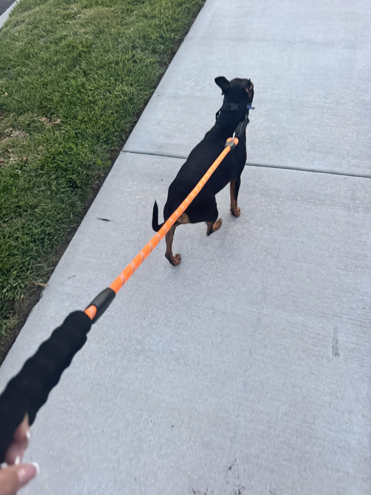Long Dog Leash 100 FT: Heavy Duty Rope Leashes for Dogs Training with Swivel Lockable Hook Reflective Threads Bungee and Padded Handle - Dog Lead for Large Small Medium Dogs Outside Walking Hiking customer photo 2