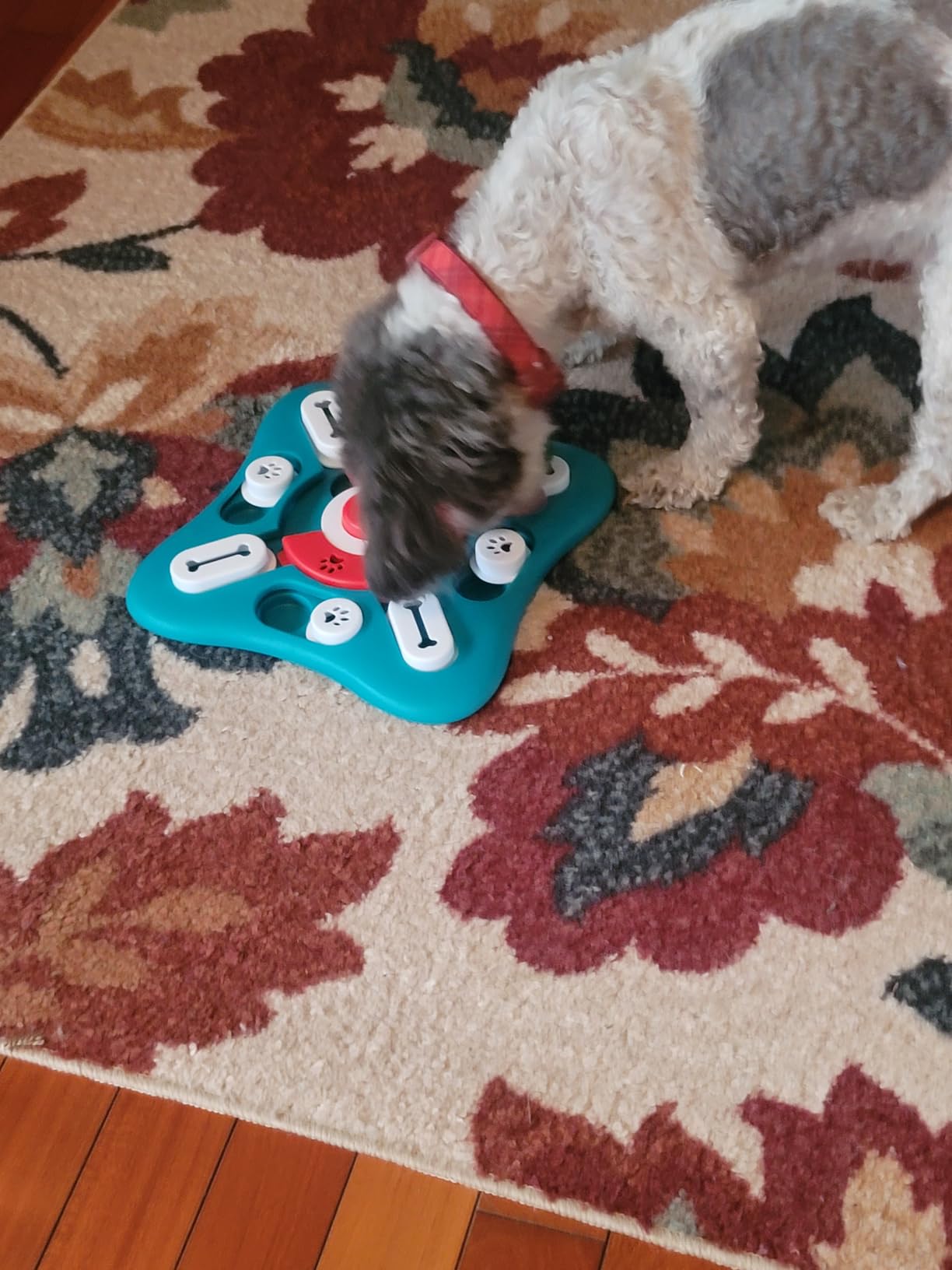 PETSTA Dog Puzzle Toys - Treat Dispensing Enrichment Toys for IQ Training and Brain Stimulation customer photo 1