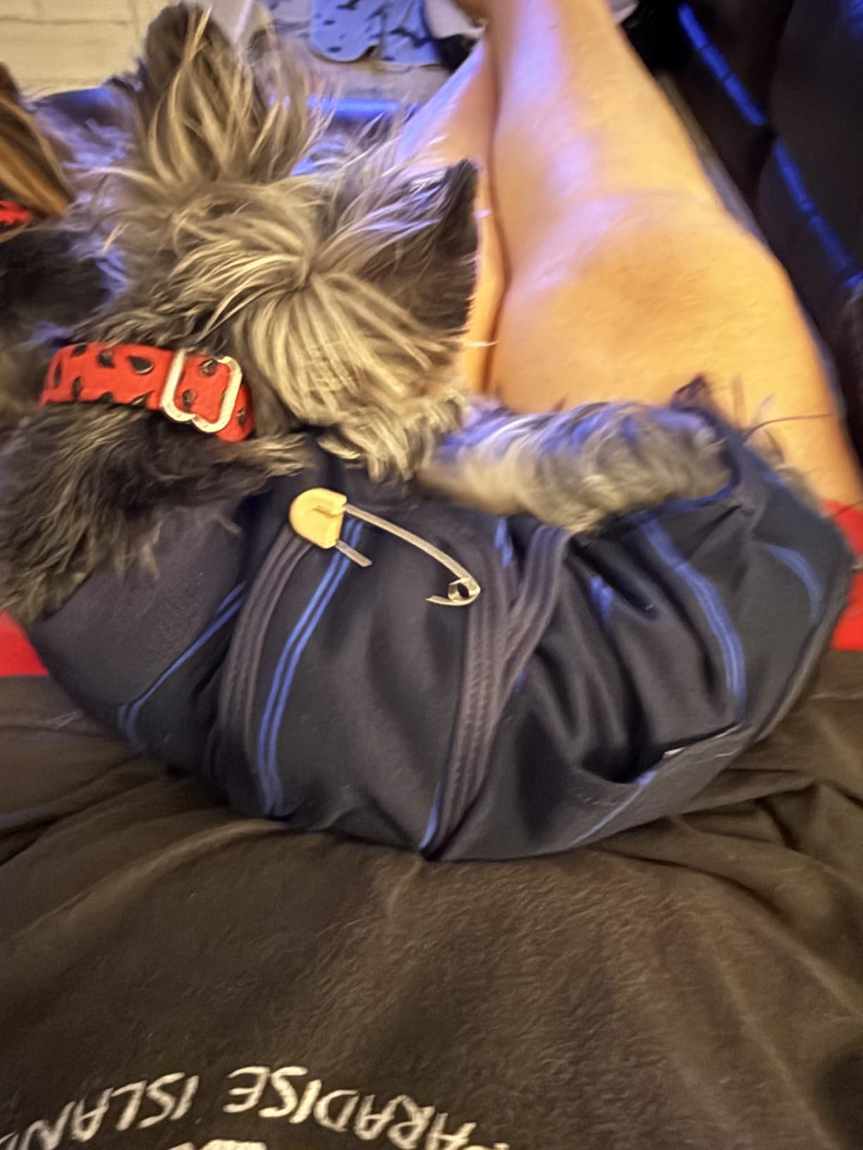 Kuoser Dog Surgery Recovery Suit, Soft Breathable Dog Recovery Suit for Female Spay Male Nueuter, Anti Licking Puppy Onesie Pet Surgical Suit for Dogs Abdominal Wounds Skin Disease, Blue Strips XL customer photo 2