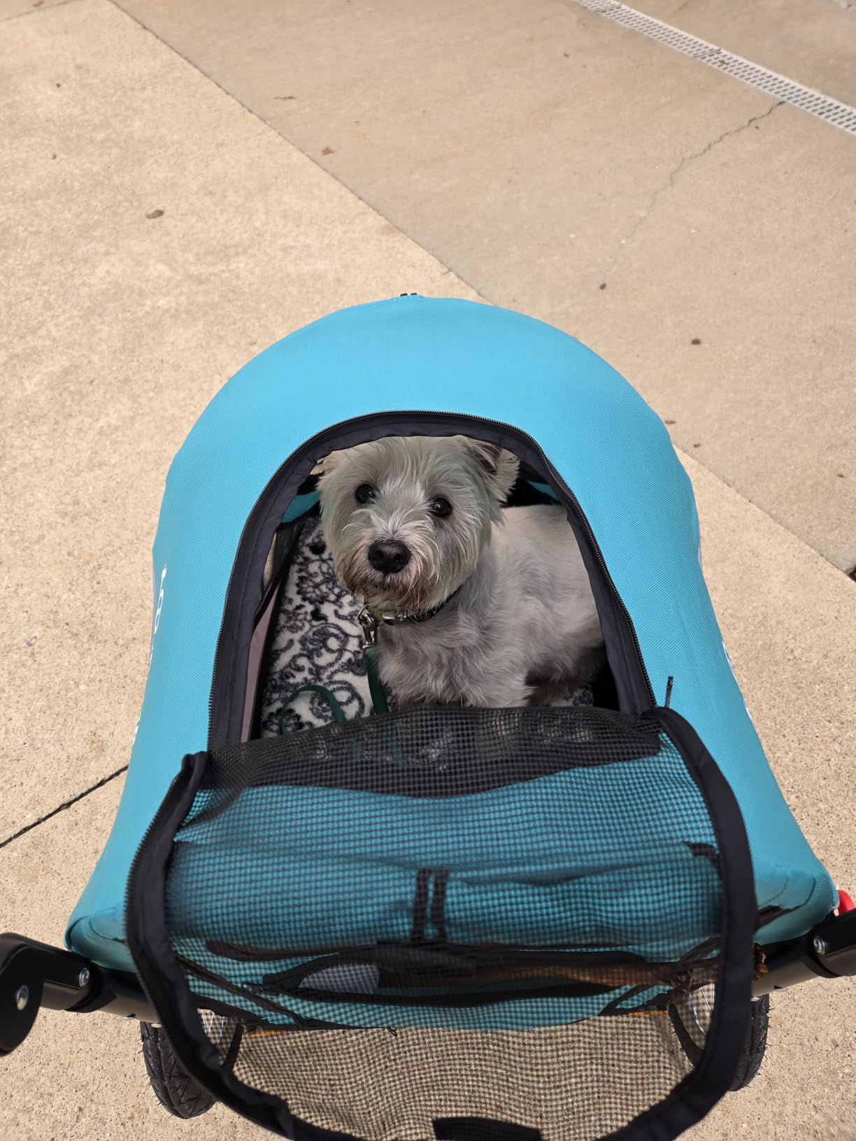 PETIQUE Trailblazer Jogger, Dog Cart for Medium Size Pets, Ventilated Pet Stroller for Cats & Dogs, Turquoise customer photo 1