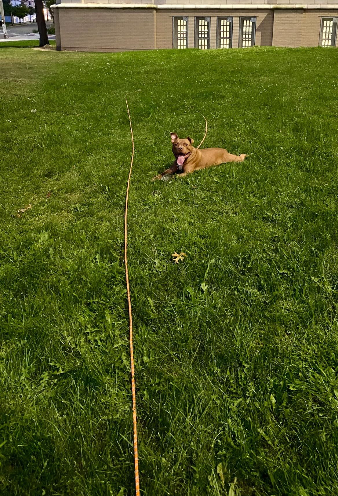 100FT Extra Long Dog Leash for Dog Training, Reflective Threads Check Cord Dog Leash, Heavy Duty Dog Lead for Large Medium Small Dogs Outside Walking, Playing, Camping, or Yard customer photo 2