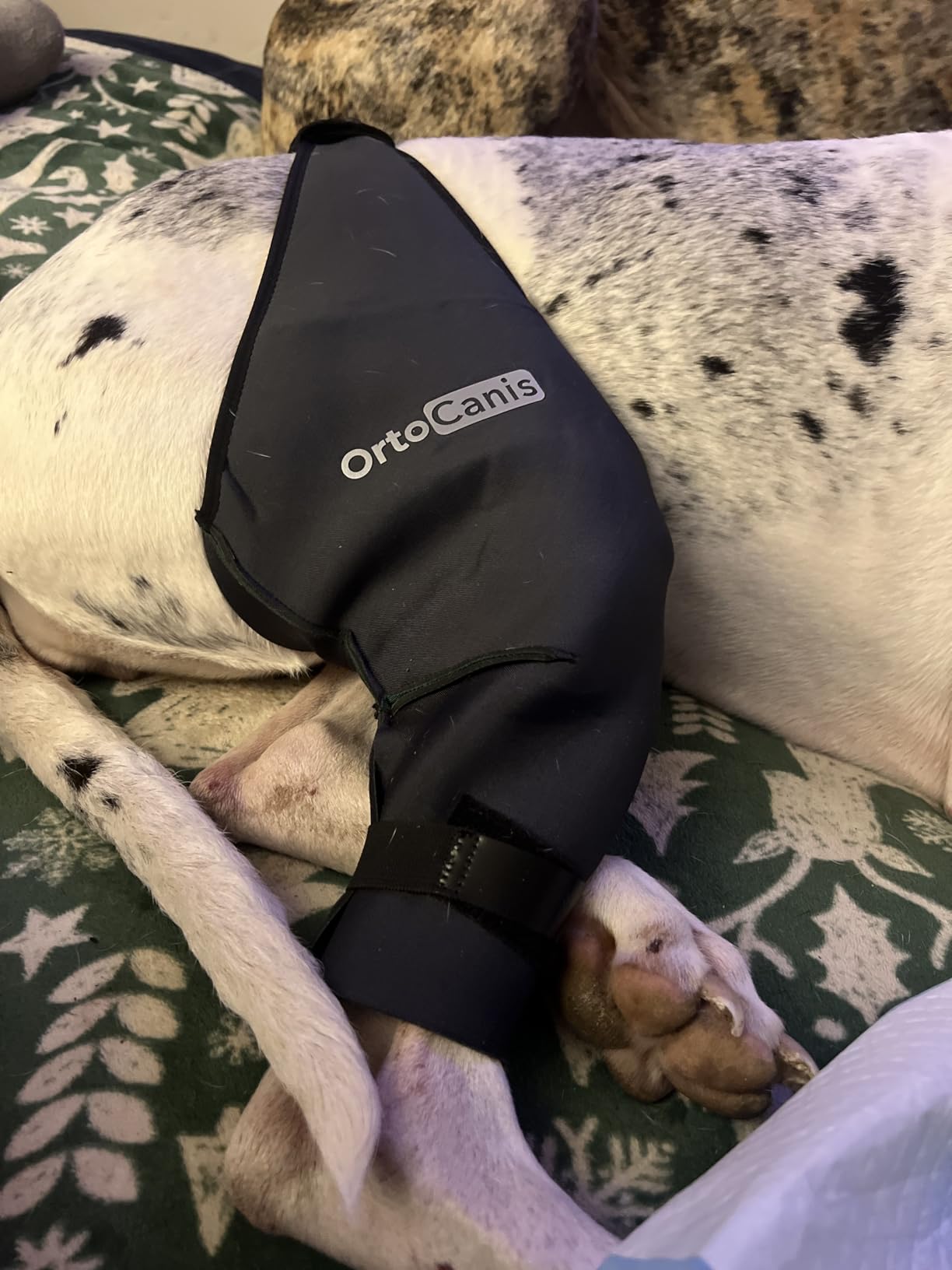 Ortocanis Dog Knee Brace for Hind Leg Support - (Large, Left Leg) | Flexible Neoprene Knee Brace for Dogs with Joint Instability, Torn ACL, Limping or Osteoarthritis - Support for Recovery customer photo 1