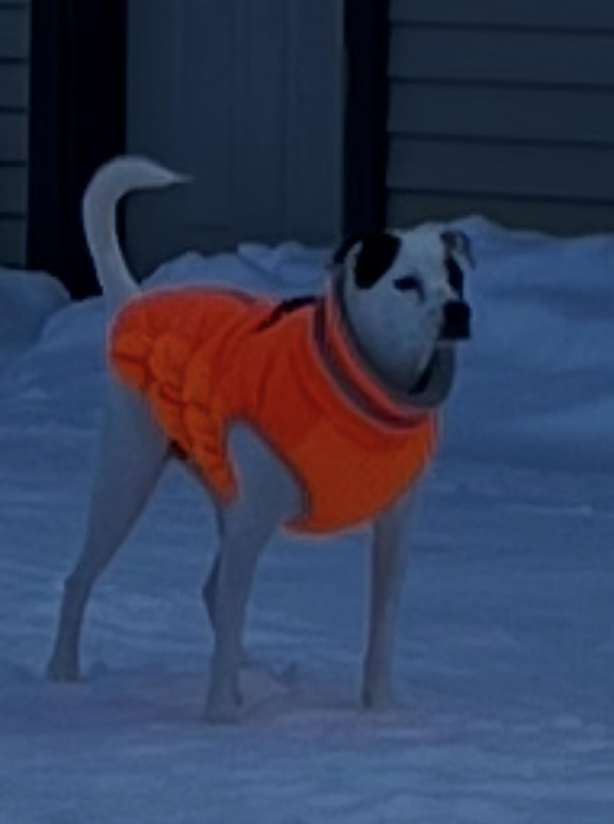 Lelepet Warm Dog Winter Coat Cold Weather Jacket Windproof Reflective Turtleneck Vest with Plush Neckline D-Ring for Leash Thick Fleece Lining Jacket Pet Apparel for Small Medium Large Dogs, XX-Large customer photo 1