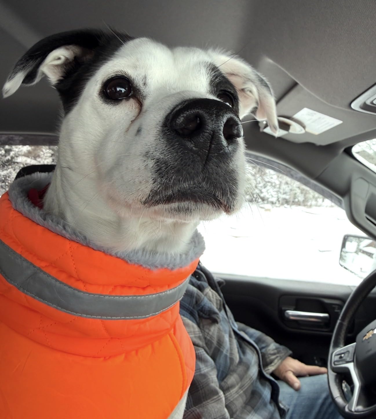 Lelepet Warm Dog Winter Coat Cold Weather Jacket Windproof Reflective Turtleneck Vest with Plush Neckline D-Ring for Leash Thick Fleece Lining Jacket Pet Apparel for Small Medium Large Dogs, XX-Large customer photo 2