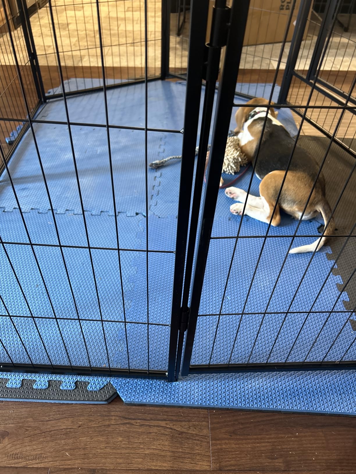 FXW Rollick Unleashed Dog Playpen for Indoor, Yard, RV Camping, 40 inch 8 Panels for Medium and Large Dogs, Black customer photo 2