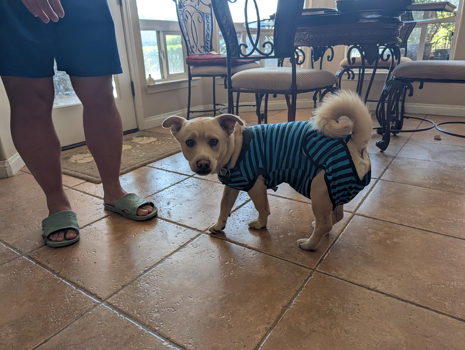 2 Packs Breathable Cotton Dog Recovery Suit for After Neuter Spay Abdominal Wounds Protector, Professional Anti-Licking Onesies for Male Female Pets Surgery Bandages, XL Blue & Green Stripes customer photo 1