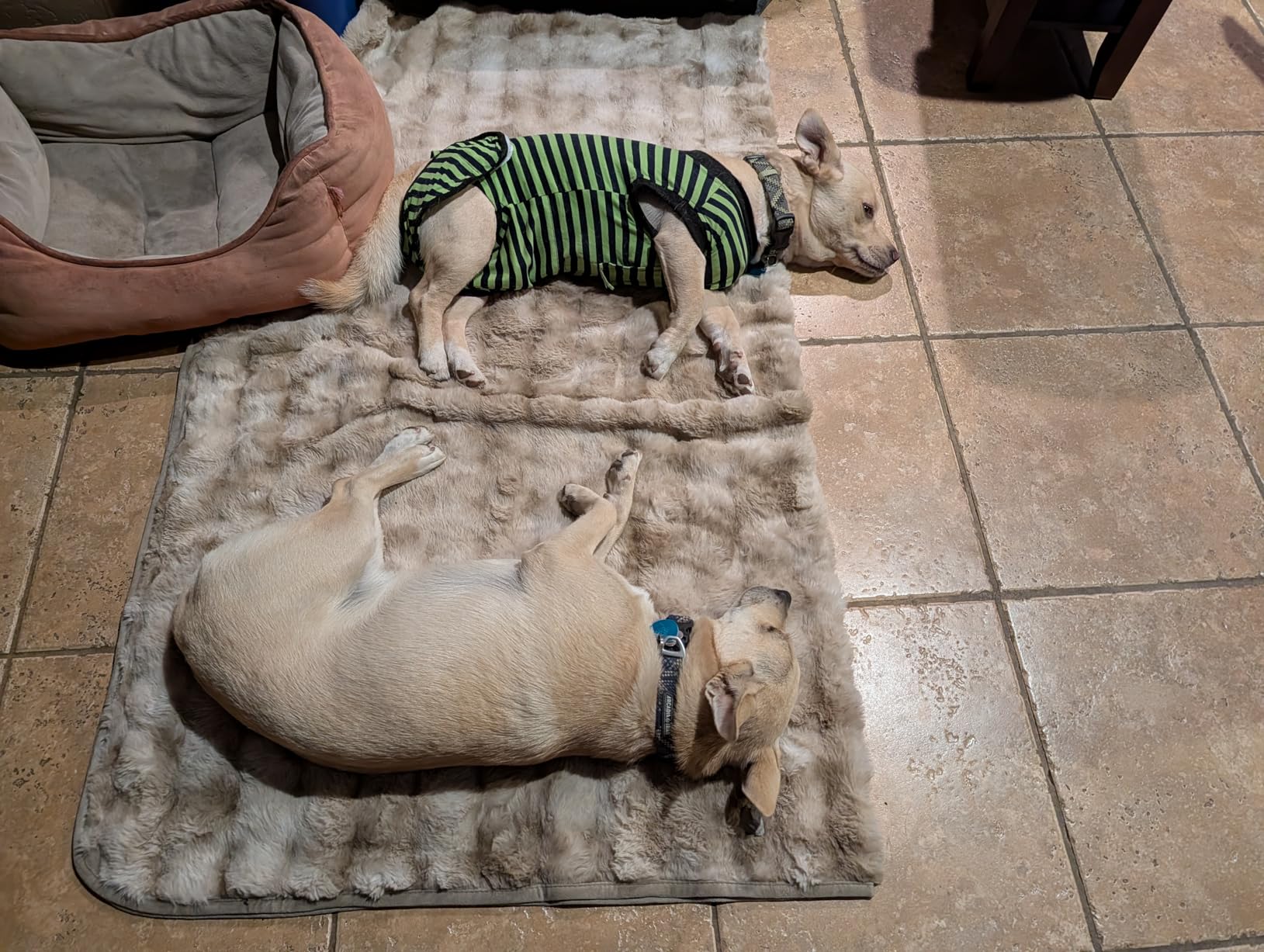 2 Packs Breathable Cotton Dog Recovery Suit for After Neuter Spay Abdominal Wounds Protector, Professional Anti-Licking Onesies for Male Female Pets Surgery Bandages, XL Blue & Green Stripes customer photo 2