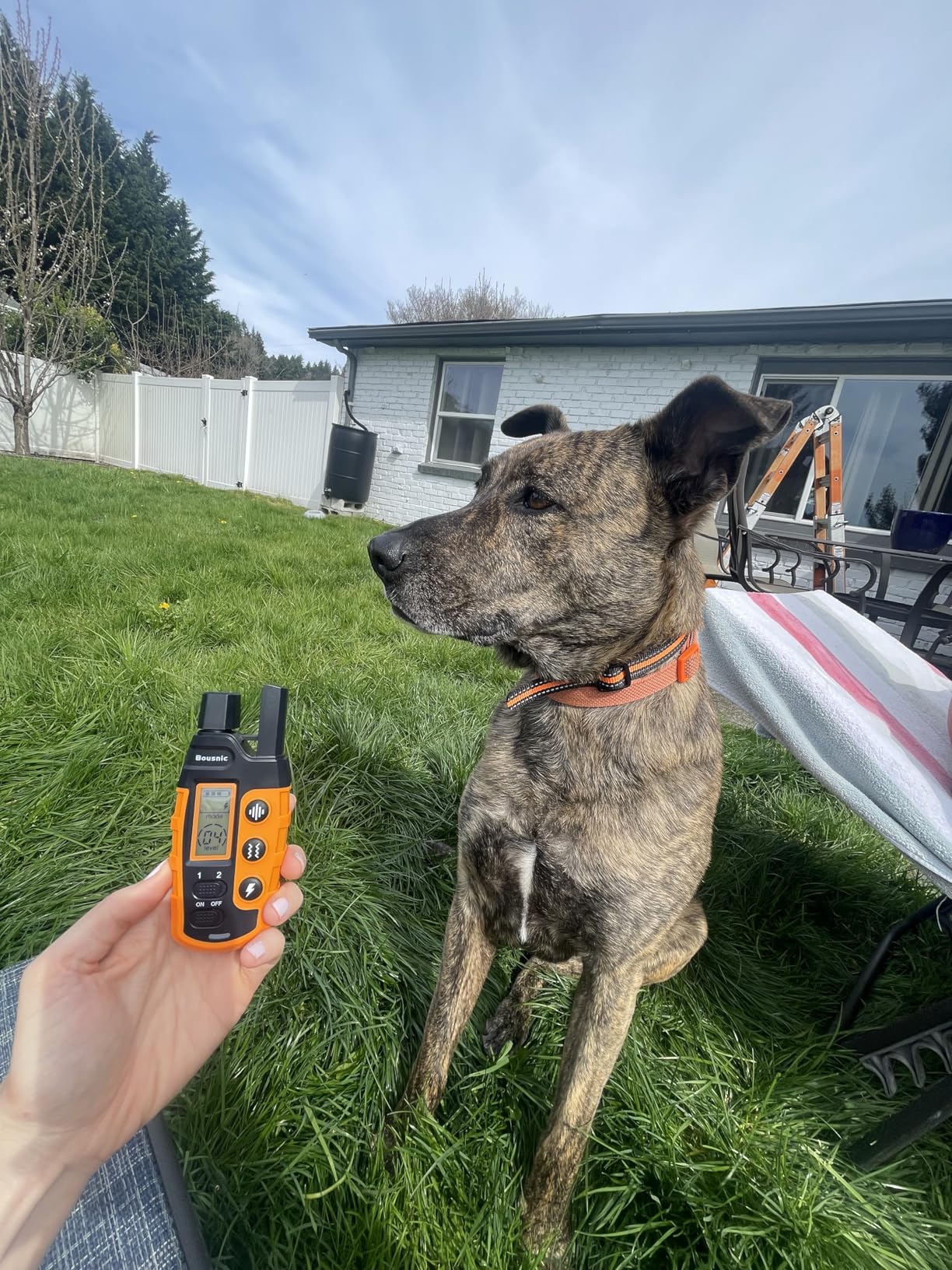 Bousnic Dog Shock Collar - 3300Ft Dog Training Collar with Remote for 5-120lbs Small Medium Large Dogs Rechargeable Waterproof e Collar with Beep (1-8), Vibration(1-16), Safe Shock(1-99) (Orange) customer photo 2