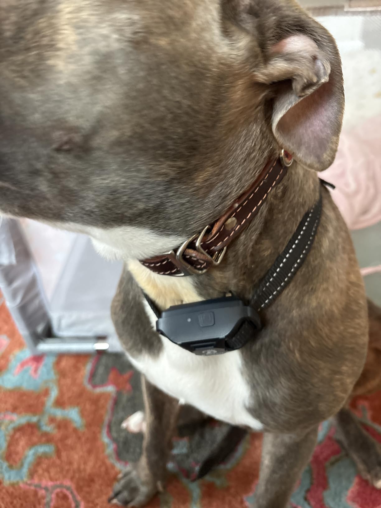 Bousnic Dog Shock Collar 2 Dogs (5-120Lbs) - 3300 ft Waterproof Training Collar for Dogs Large Medium Small with Rechargeable Remote, Beep (1-8) Vibration (1-16) and Humane Shock (1-99) Modes customer photo 2