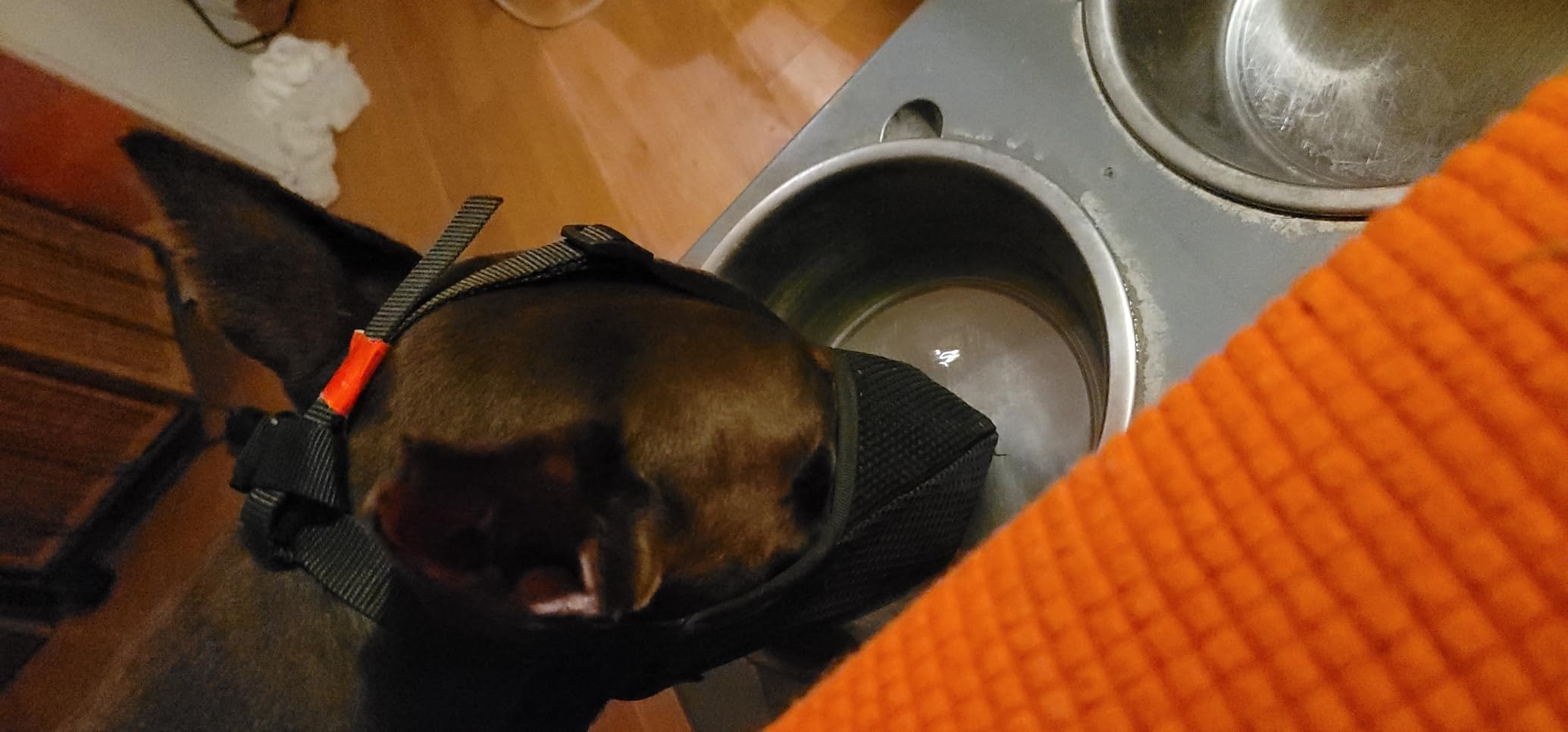 Mayerzon Dog Muzzle, Patented Soft Mesh Muzzle for Small Medium Large Dogs for Scavenging Biting Licking and Chewing, Allows to Pant and Drink (L, Black) customer photo 2