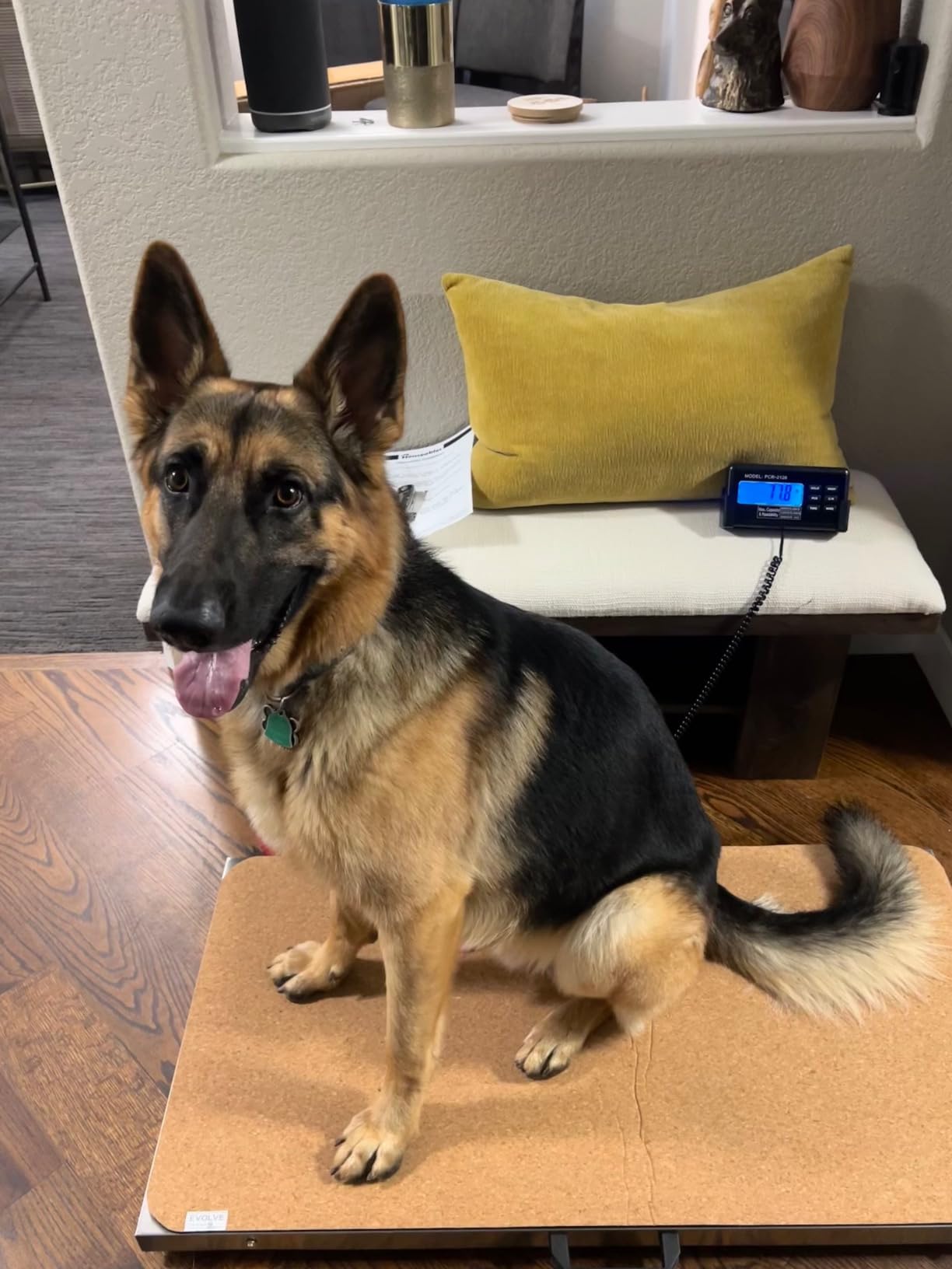 Houseables Dog Scale for Large Breed, 440 LB Heavy Duty Digital, 41x21 Platform customer photo 1