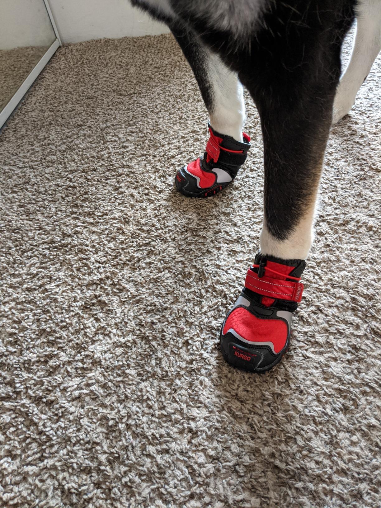 Kurgo Blaze Dog Boots - Protects Paws in All Seasons - Breathable Fabric - Water Resistant Dog Shoes - Dual Ankle Closure - Reflective Dog Boots - Includes 2 Shoes - Chili Red/Black - XXS customer photo 1