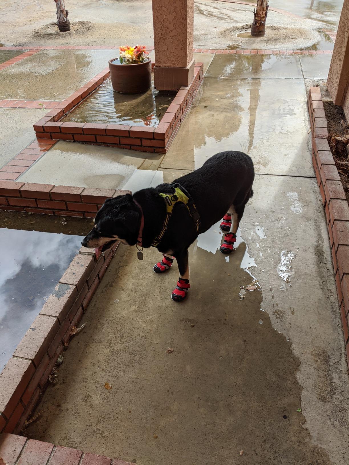 Kurgo Blaze Dog Boots - Protects Paws in All Seasons - Breathable Fabric - Water Resistant Dog Shoes - Dual Ankle Closure - Reflective Dog Boots - Includes 2 Shoes - Chili Red/Black - XXS customer photo 2