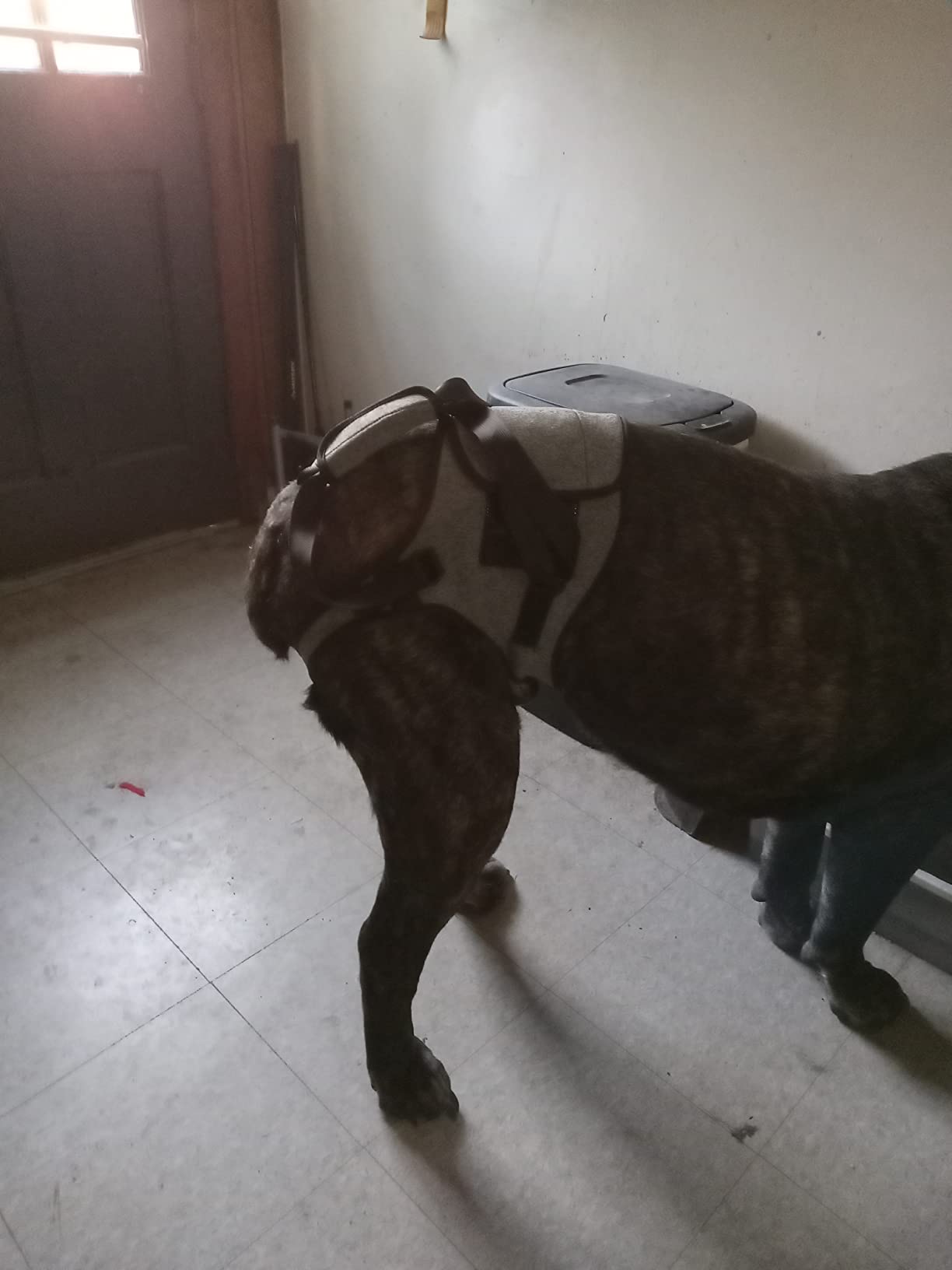 Dotoner Dog Sling for Large Dogs Hind Leg Support to Help Rehabilitate the Hind Limbs of Elderly Dogs with Weak Hind Legs Disabilities and Injuries Dog Harness Helps Arthritis ACL Recovery (L, Grey) customer photo 1