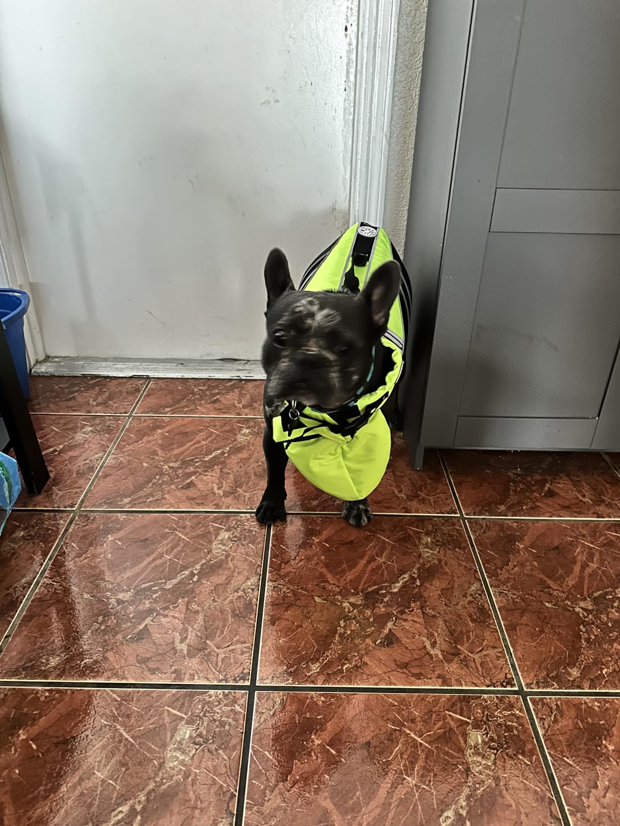 Dog Life Jacket, French Bulldog Life Vest for Swimming Boating, Dog Swim Vest with Chin Float and Rescue Handle customer photo 1