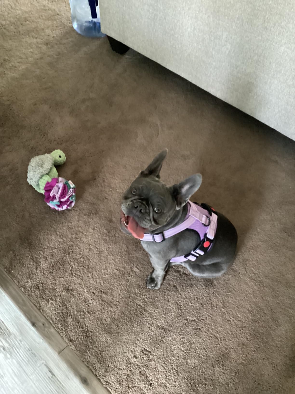 Dog Life Jacket, French Bulldog Life Vest for Swimming Boating, Dog Swim Vest with Chin Float and Rescue Handle customer photo 2