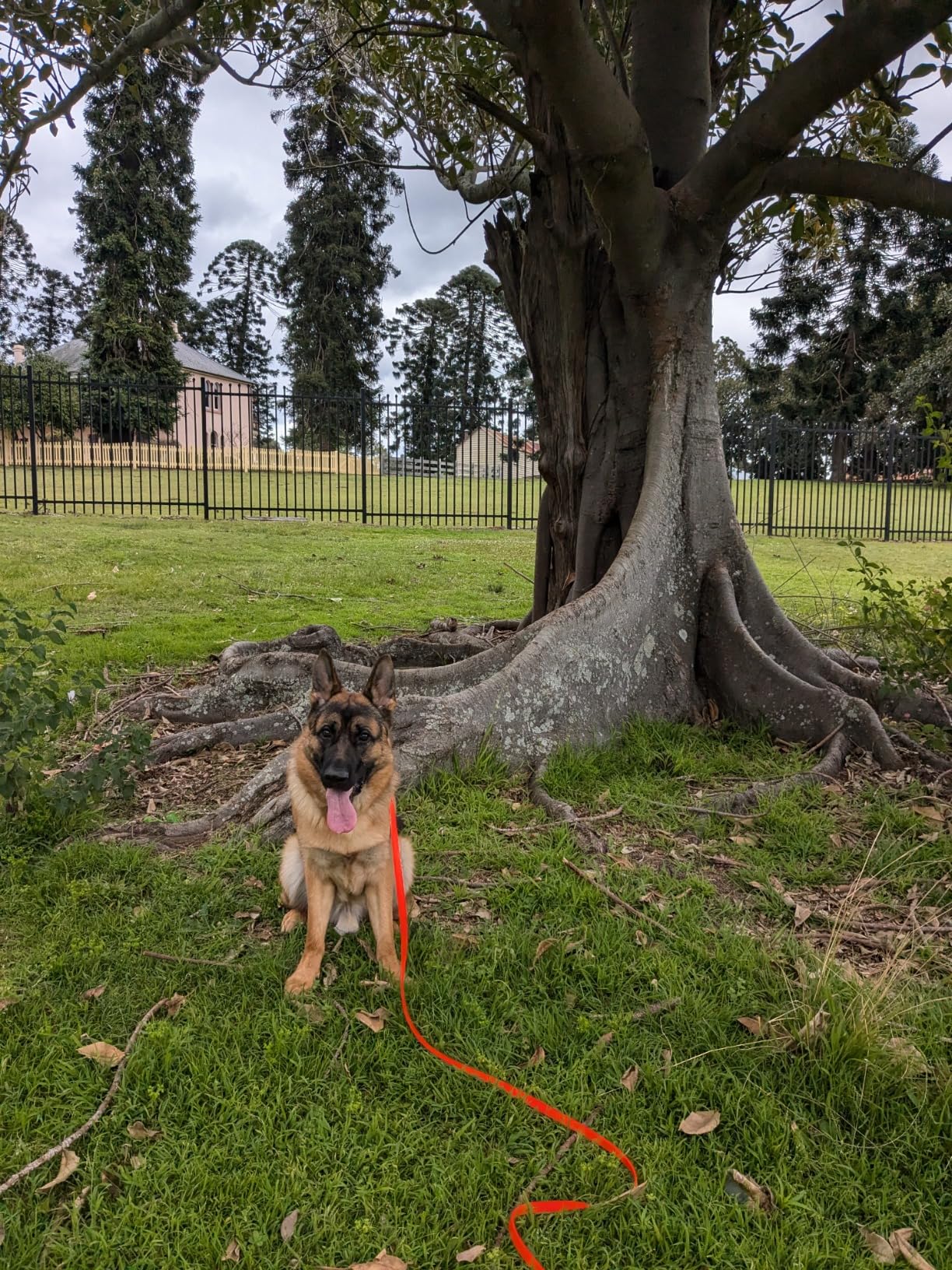 Gummy K9 Biothane Long Line Leash for Dogs, 10,15,20 and 32.5 Feet, Walking Tracking Training Service - Washable Waterproof Lead for Working K9 Groups, Dog and Puppy Owners customer photo 1