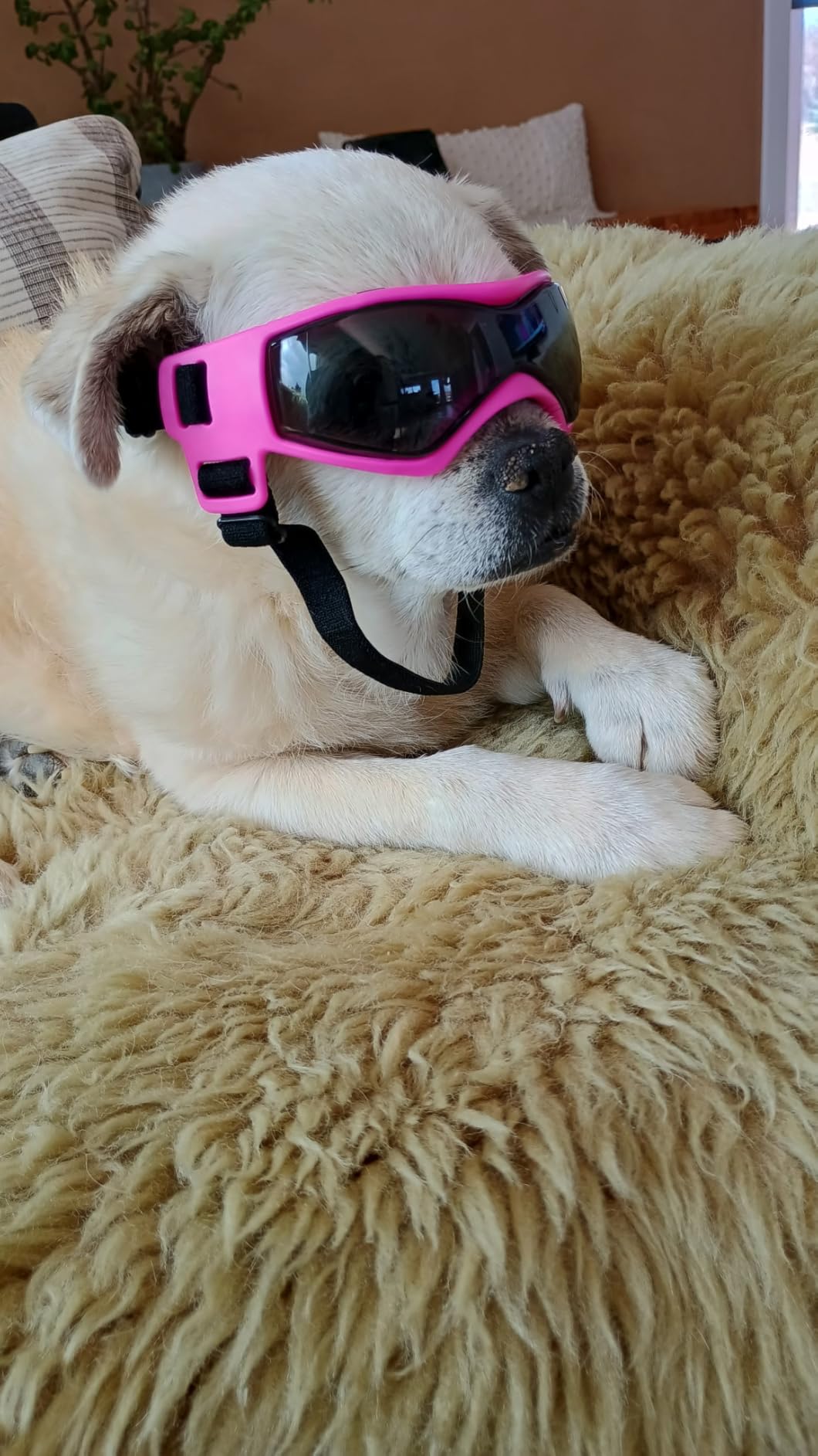 Enjoying Dog Sunglasses Small Breed, Dog Goggles UV Protection, Cycling Eye Protection for Small Dogs, Outdoors Breathable Windproof Dustproof Anti-Fog, Adjustable Straps, Cool Black customer photo 1