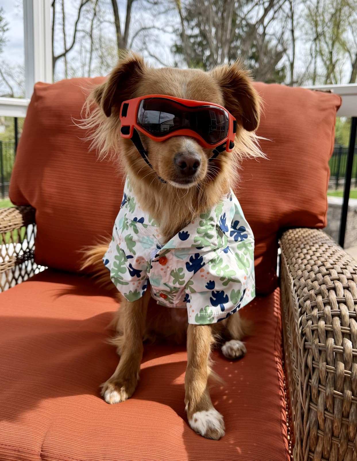 Enjoying Dog Sunglasses Small Breed, Dog Goggles UV Protection, Cycling Eye Protection for Small Dogs, Outdoors Breathable Windproof Dustproof Anti-Fog, Adjustable Straps, Cool Black customer photo 2