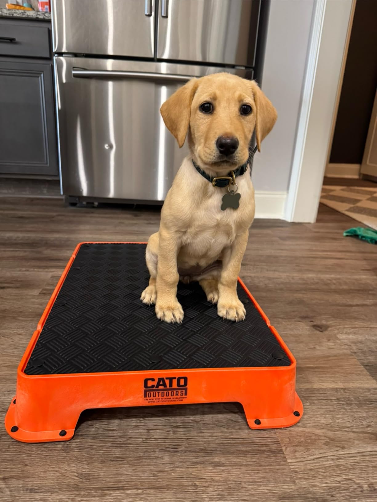 Cato Board - Dog Training Platform (Blue, Rubber Surface) customer photo 1