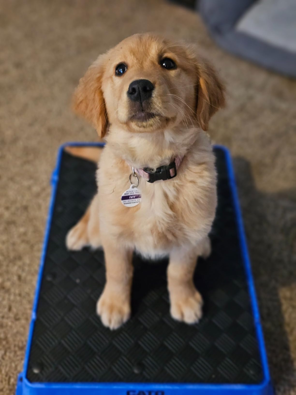 Cato Board - Dog Training Platform (Blue, Rubber Surface) customer photo 2