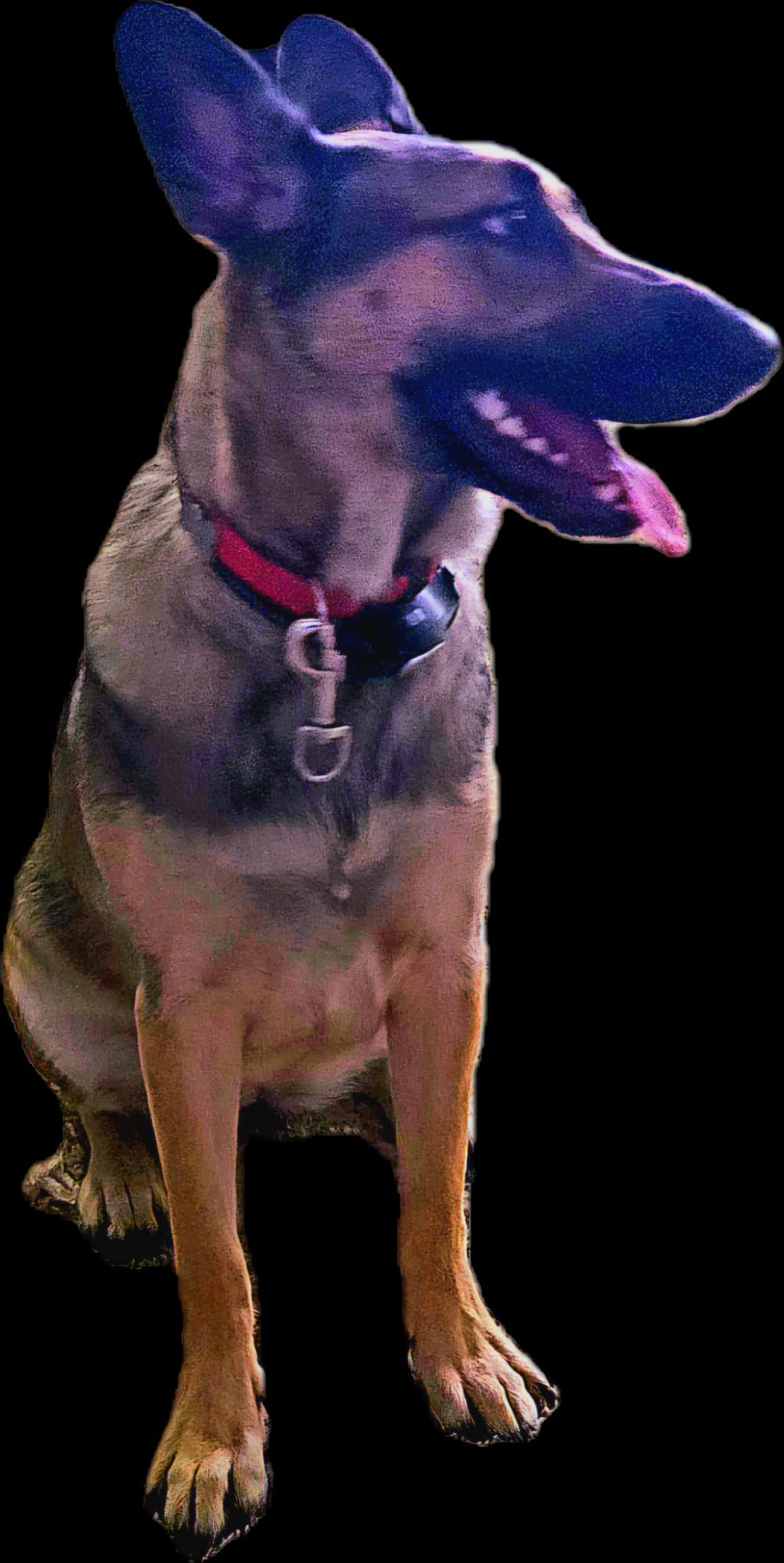 Professional Dog Bite Training Set - Tough Dog Bite Sleeve, Protection for K9, Pitbull, German Shepherd (4 Pack) customer photo 1