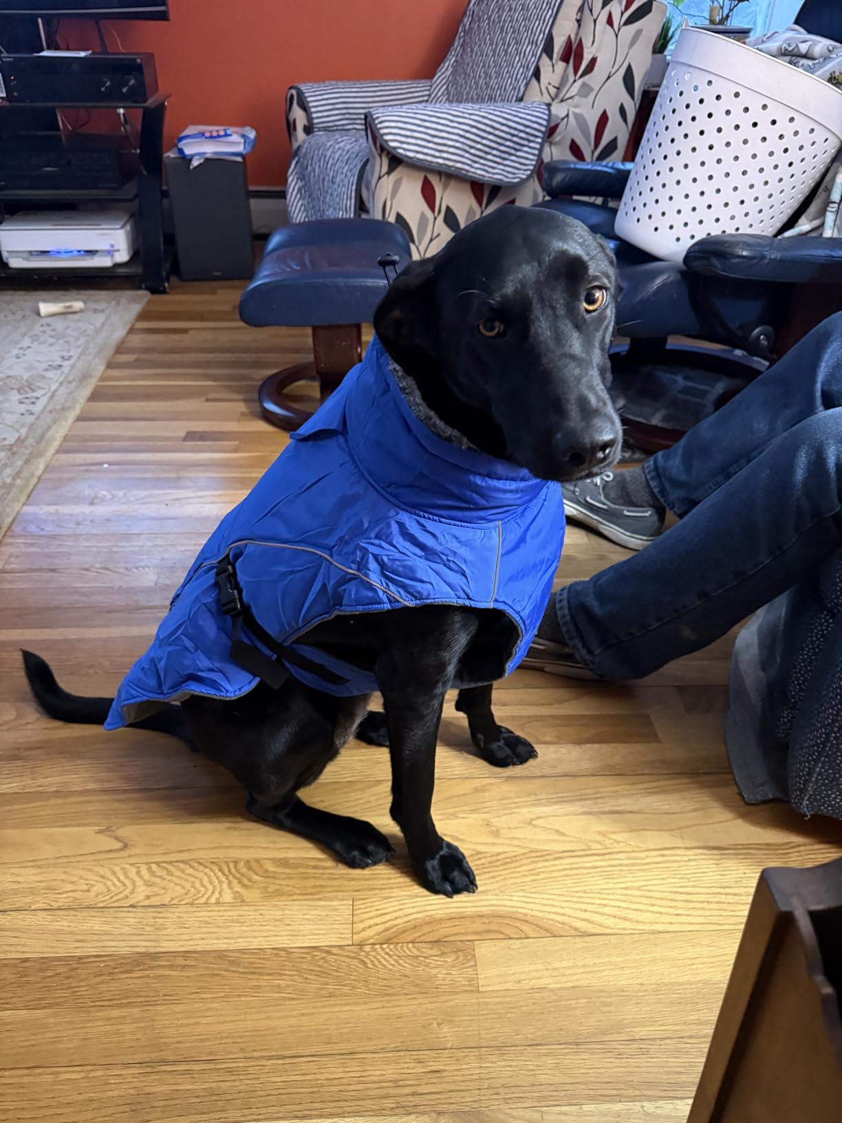 DENTRUN Winter Warm Dog Coat Reflective Jacket with Turtleneck for Cold Weather, Adjustable Buckle Windproof Water Repellent, Thick Snowsuit Fleece Vest for Small, Medium, Large Dogs, Black, XXL customer photo 1
