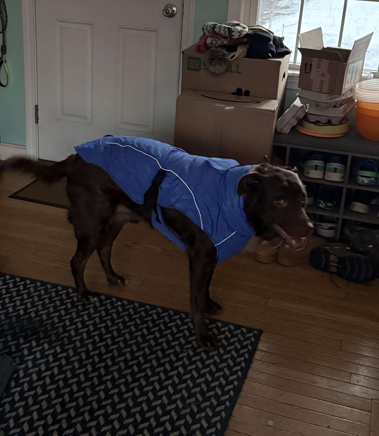 DENTRUN Winter Warm Dog Coat Reflective Jacket with Turtleneck for Cold Weather, Adjustable Buckle Windproof Water Repellent, Thick Snowsuit Fleece Vest for Small, Medium, Large Dogs, Black, XXL customer photo 2
