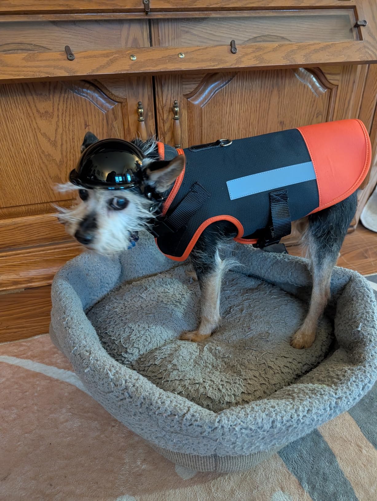 Protective Dog Harness Vest for Dogs - Shield Your Pet from Raptor and Animal Attacks - Adjustable, Choke Free, Waterproof, Reflective (XS, Orange) customer photo 1
