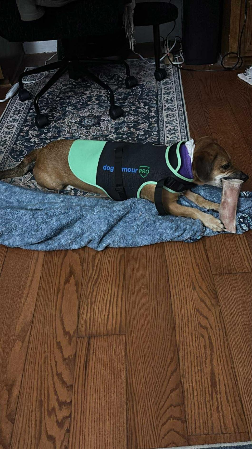 Protective Dog Harness Vest for Dogs - Shield Your Pet from Raptor and Animal Attacks - Adjustable, Choke Free, Waterproof, Reflective (XS, Orange) customer photo 2