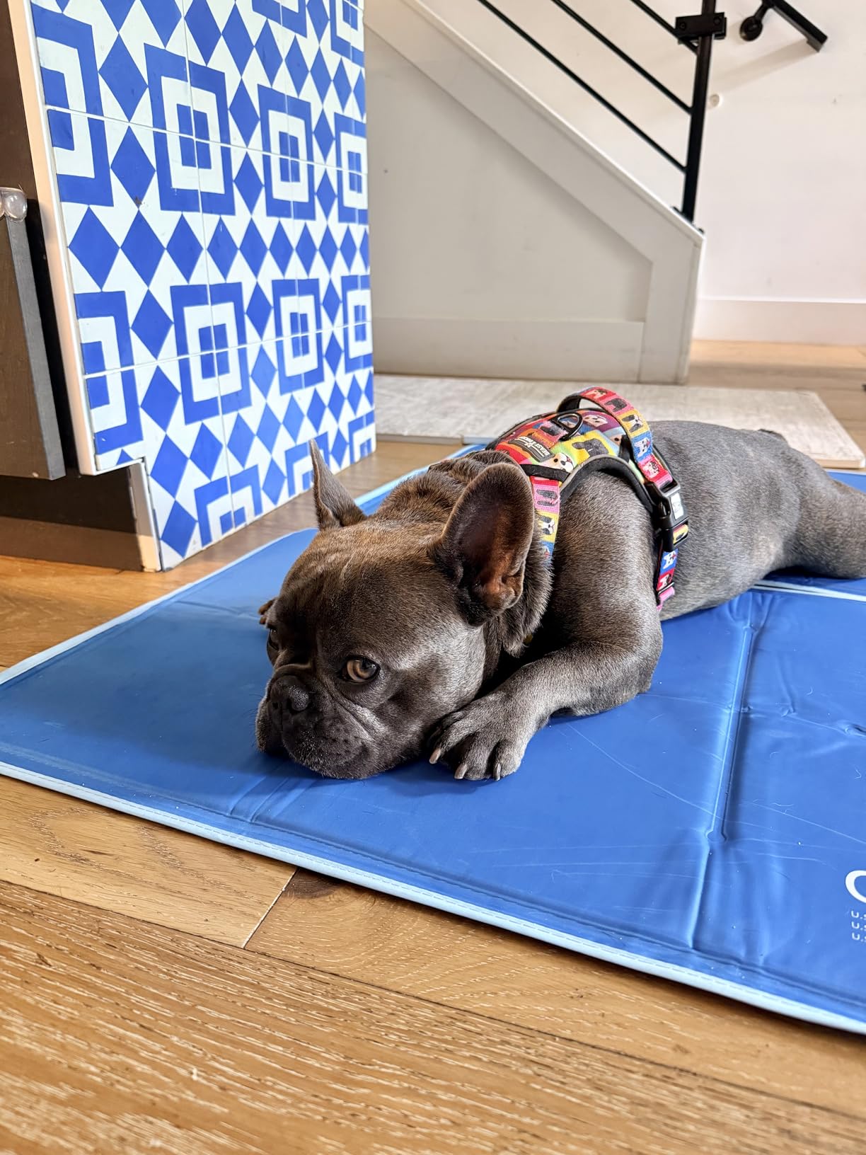 The Green Pet Shop Cool Pet Pad - Large, Sage Grey - Self-Cooling, Pressure Activated Mat for Dogs & Cats from 46-80 lbs - Non-Toxic Gel, No Water Needed customer photo 2