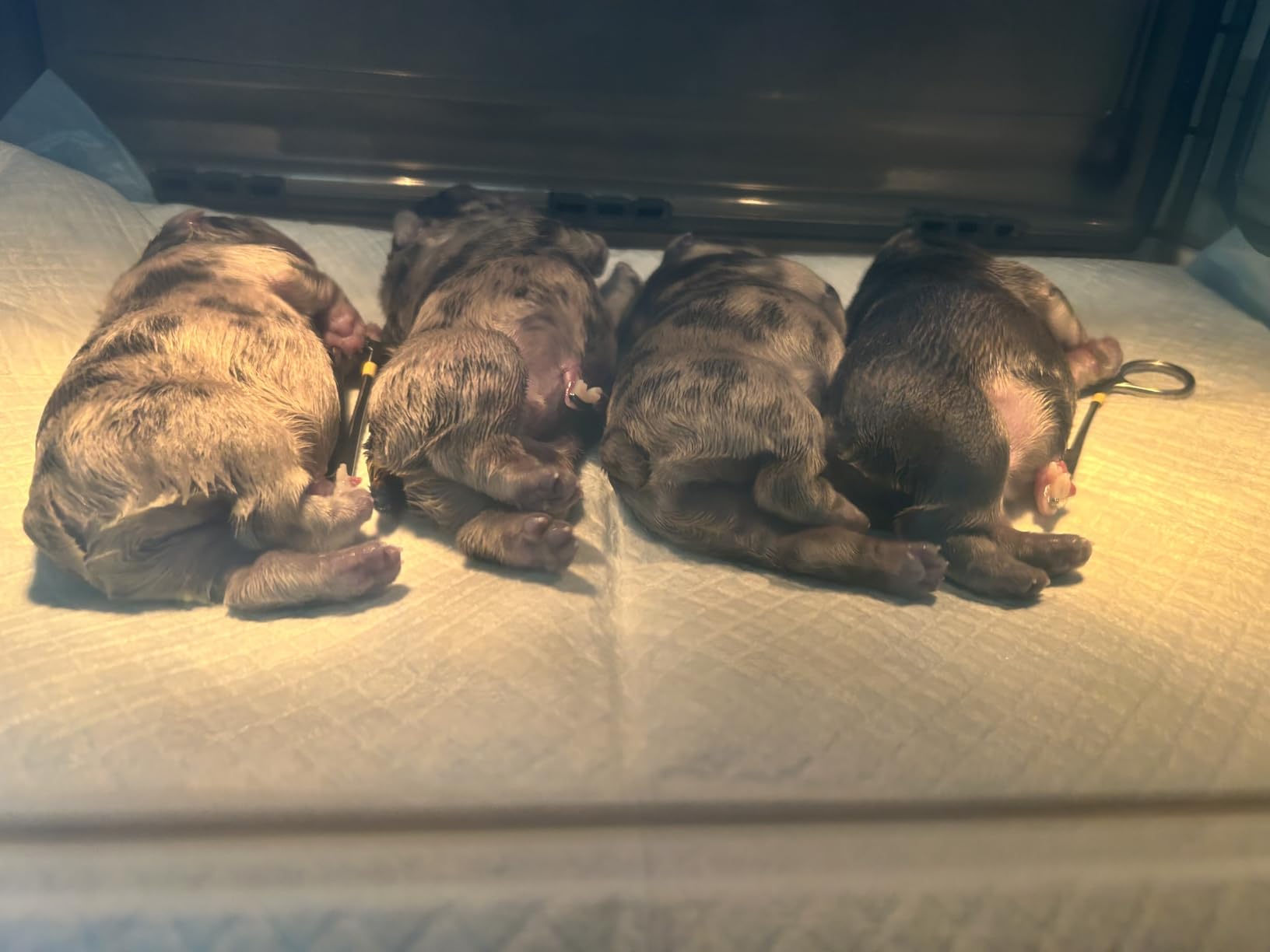Puppy Incubator with Heating and Oxygenator, Incubator for Puppies, Kitten Incubator, Dog Incubator for Puppies, Puppy Whelping Supplies with Puppy Bed Mat, Temperature and Humidity Detection customer photo 2