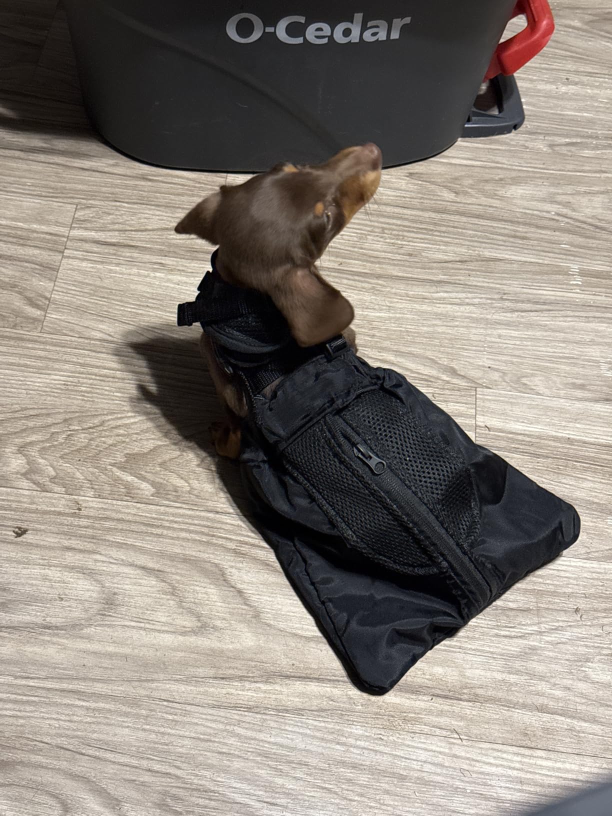 Drag Bag for Paralyzed Pets, Indoor Dog Wheelchair Alternative for Disabled Back Rear Legs Dog, Protects Chest and Limbs, Durable Breathable and Comfortable (S) customer photo 1