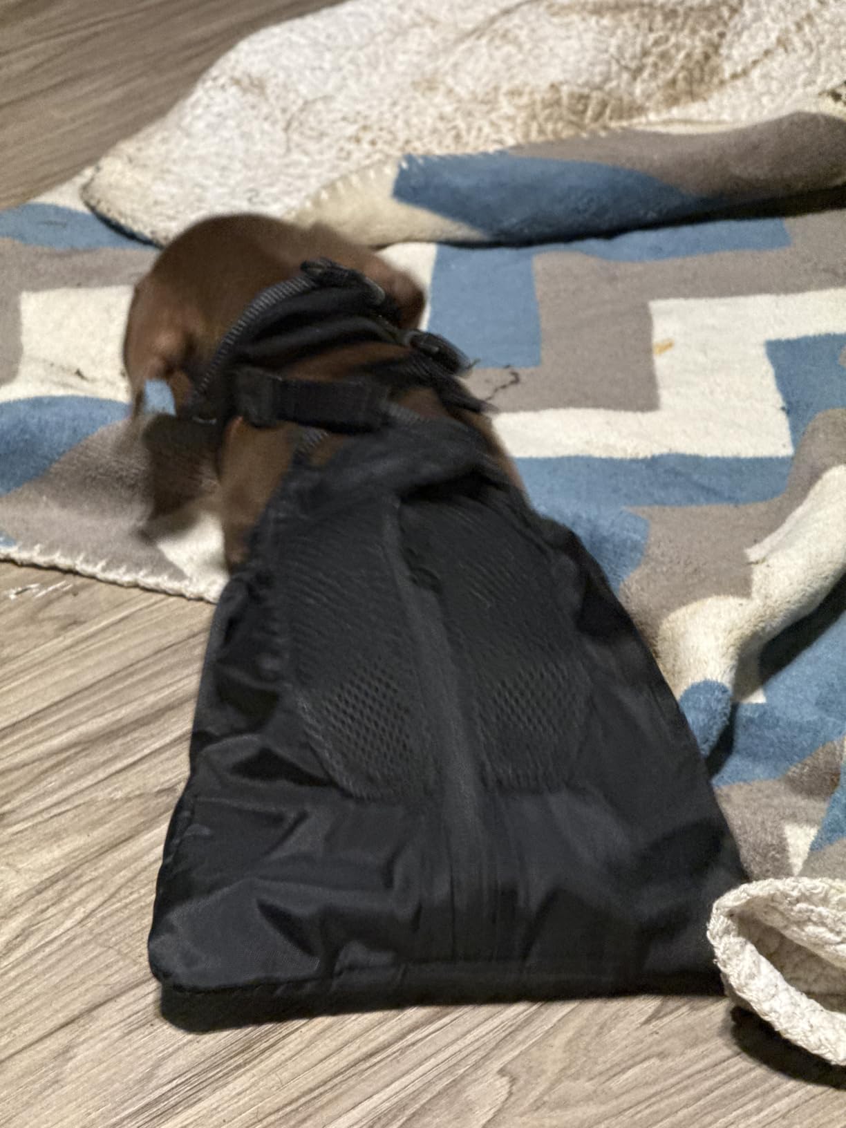 Drag Bag for Paralyzed Pets, Indoor Dog Wheelchair Alternative for Disabled Back Rear Legs Dog, Protects Chest and Limbs, Durable Breathable and Comfortable (S) customer photo 2