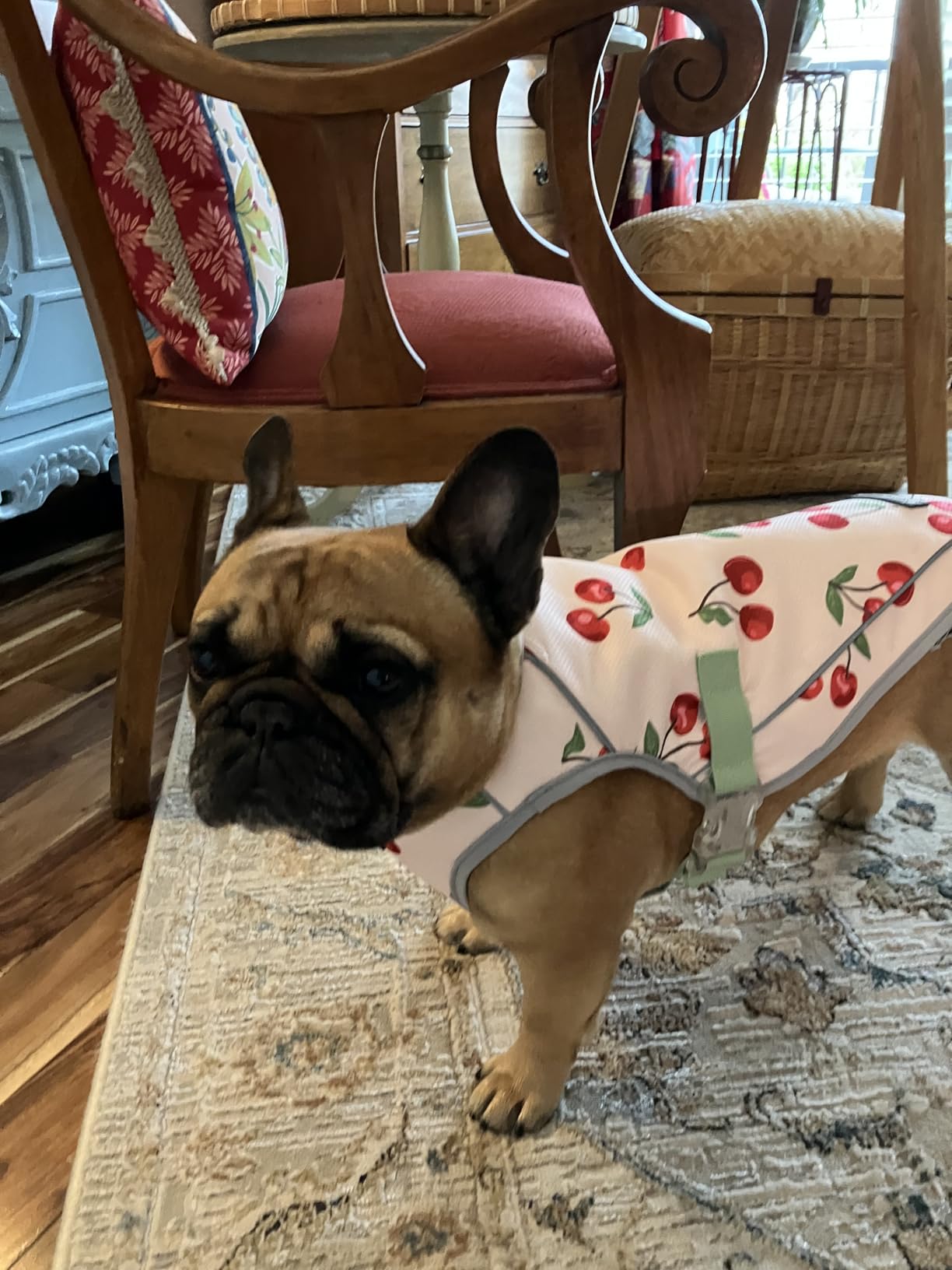 Spark Paws Dog Cooling Vest - SPF 50 UV Sun Protection - Summer Heat Relief Gear for Dogs, Lightweight, Evaporative Cooling - Dog Anxiety Relief Vest During Hot Days - Snowcone, Large customer photo 1