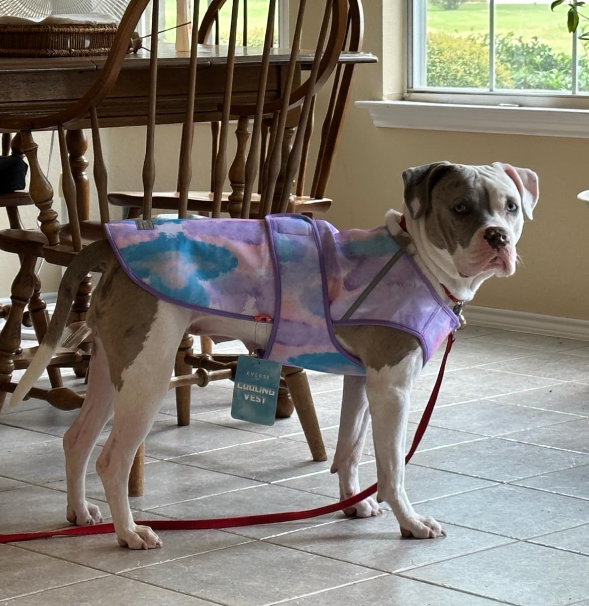 Spark Paws Dog Cooling Vest - SPF 50 UV Sun Protection - Summer Heat Relief Gear for Dogs, Lightweight, Evaporative Cooling - Dog Anxiety Relief Vest During Hot Days - Snowcone, Large customer photo 2