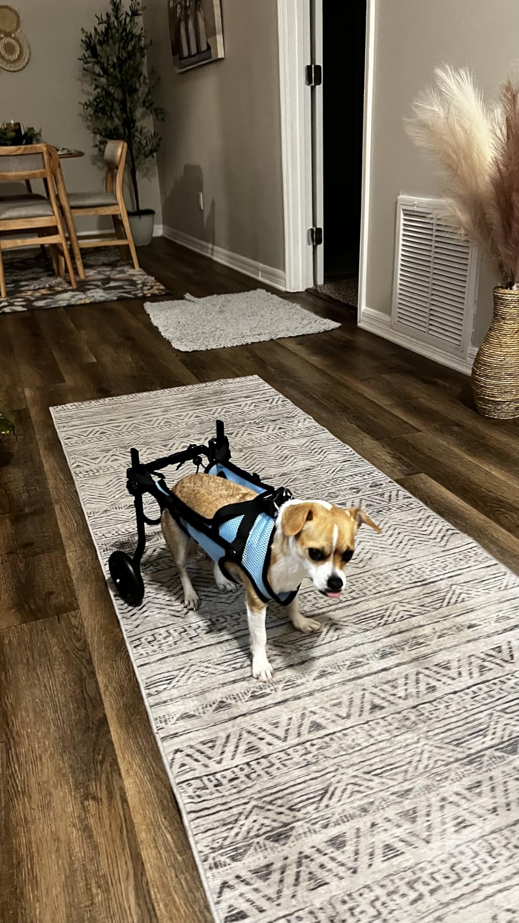 Adjustable Small Dog Wheelchair - Mobility Aid for Disabled Pets,Small Dog Wheelchair for Back Legs， Leg Brace & Hip Support (Small) customer photo 1