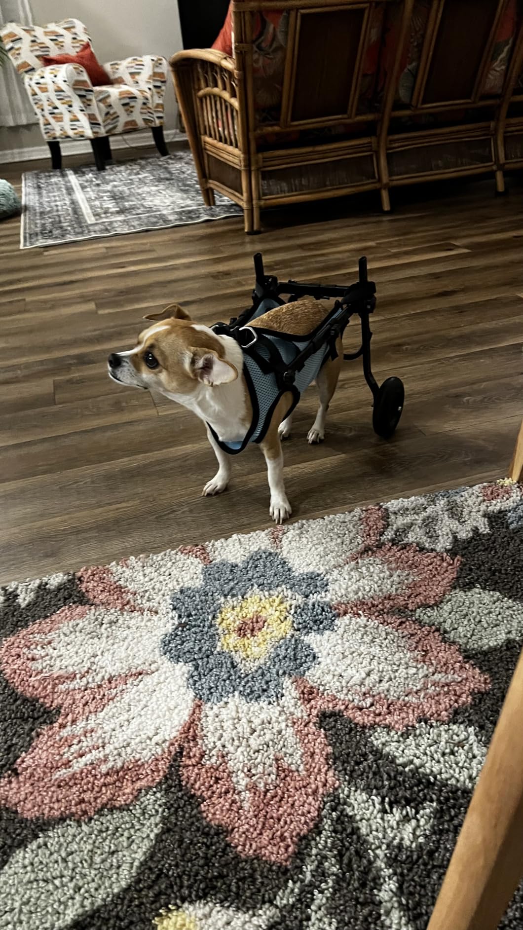 Adjustable Small Dog Wheelchair - Mobility Aid for Disabled Pets,Small Dog Wheelchair for Back Legs， Leg Brace & Hip Support (Small) customer photo 2