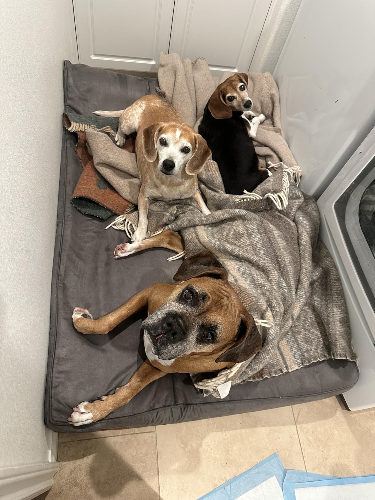 Rainmr Orthopedic Dog Beds for Large Dogs, 7