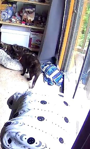 Petcube Bites 2 Lite + Extra Care Service with Smart Alerts | Interactive WiFi Pet Monitoring Camera with Phone App and Treat Dispenser, 1080p HD Video, Night Vision customer photo 2