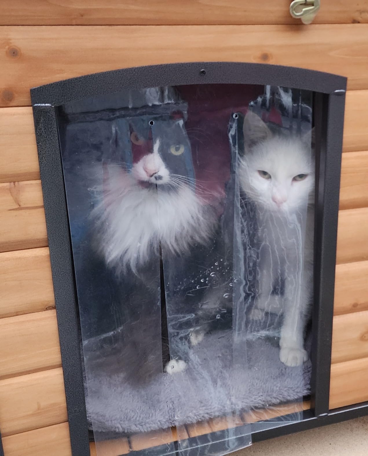 Aivituvin Heated Outdoor Dog House with Insulated Liner & Heating Pad Waterproof Dog Kennel for Winter Cat House for Small & Medium & Large Dogs, Cats, Unique All-Around Iron Frame customer photo 1