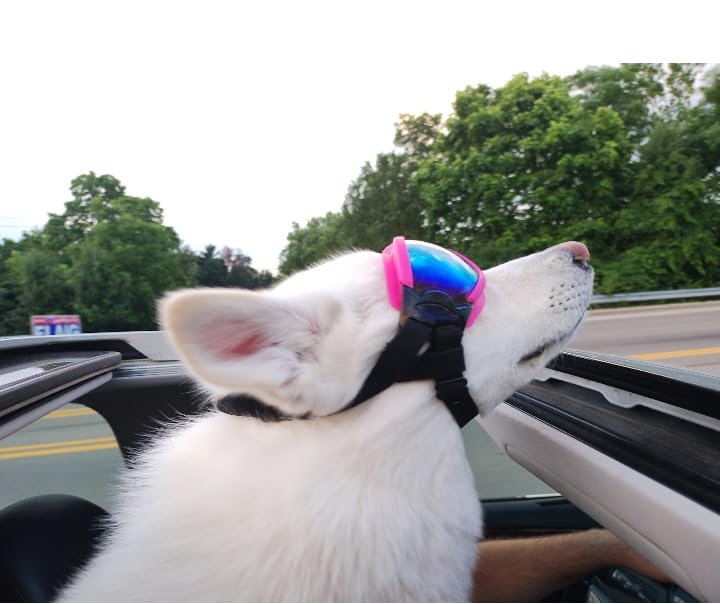 NVTED Dog Sunglasses Dog Goggles, UV Wind Dust Fog Protection Pet Glasses Eye Wear with Adjustable Strap for Medium or Large Size (Laser) customer photo 2