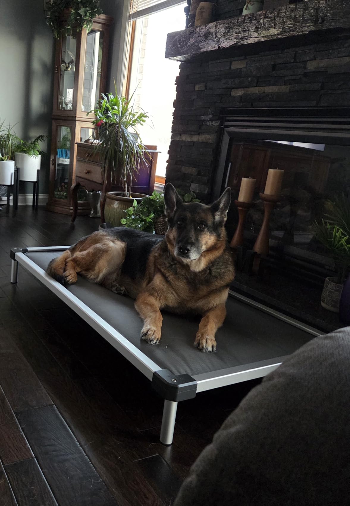 FXW TitanNest Chew-Proof Elevated Dog Bed, Raised Cot for Indoor/Outdoor/Camping Use, Durable & Washable Padded Pet Bed for Medium Dogs, 42.0