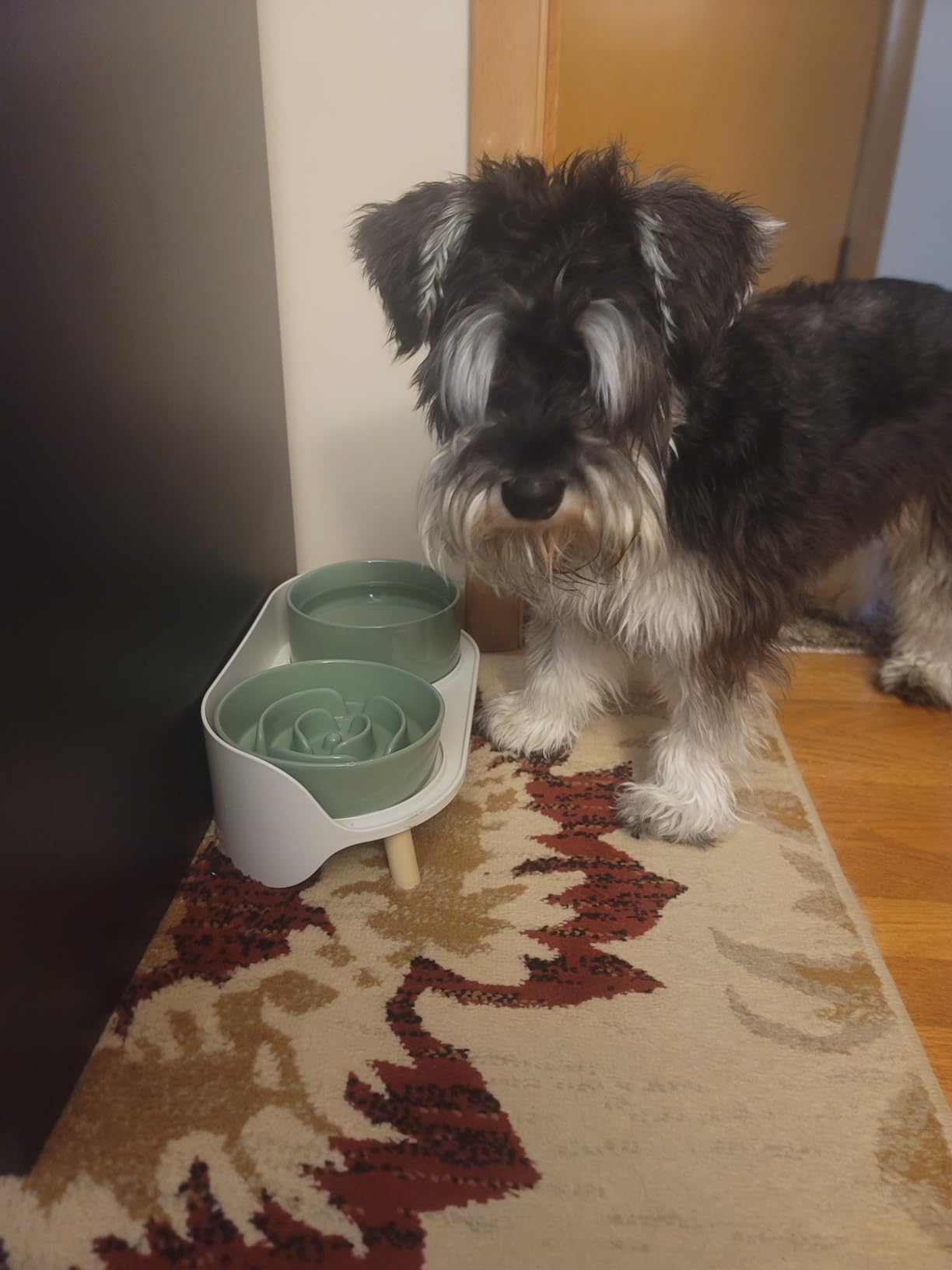 Elevated Slow Feeder Dog Bowls - Ceramic Food and Water Bowl Set with Stand - Raised Pet Dishes for Small and Medium Sized Dogs customer photo 1