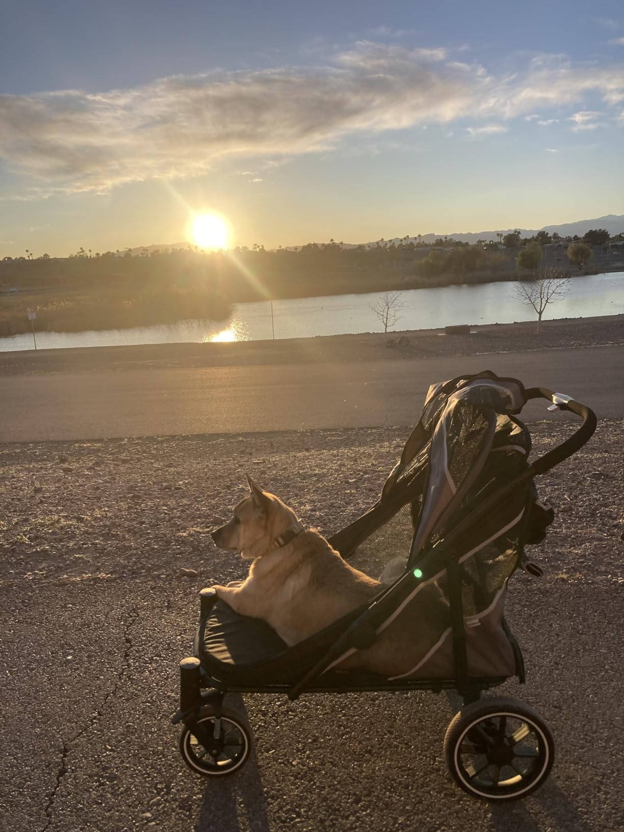 Dog Stroller for Medium/Large Dogs One-Click Folding, Extra Large Pet Stroller for 2 Dogs with Storage Pocket & Shock Absorption, Up to 130 lbs customer photo 2