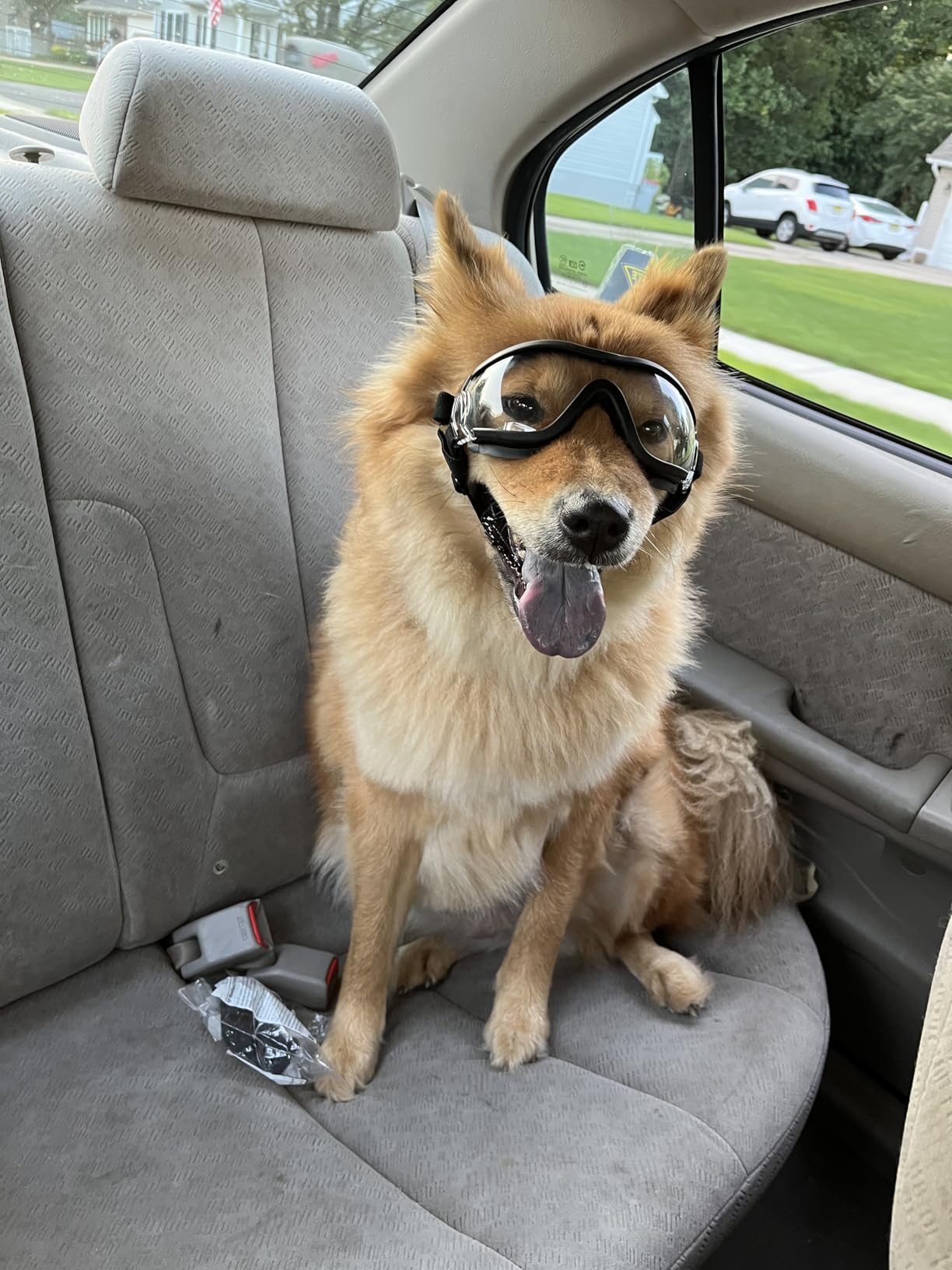 PETLESO Dog Goggles Medium Breed, Anti-UV Dog Sunglasses for Pet Outdoor Riding Driving Hiking, Windproof Dustproof Medium to Large Pet Eyes Protection, Soft Frame, Adjustable Straps, Black customer photo 1