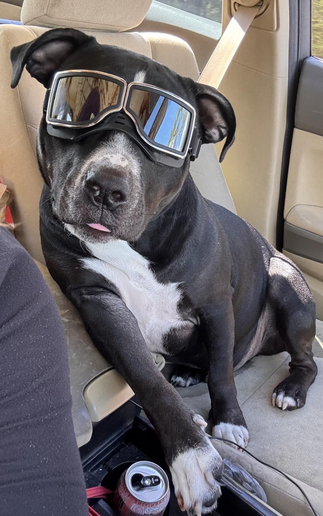 PETLESO Dog Goggles Medium Breed, Anti-UV Dog Sunglasses for Pet Outdoor Riding Driving Hiking, Windproof Dustproof Medium to Large Pet Eyes Protection, Soft Frame, Adjustable Straps, Black customer photo 2