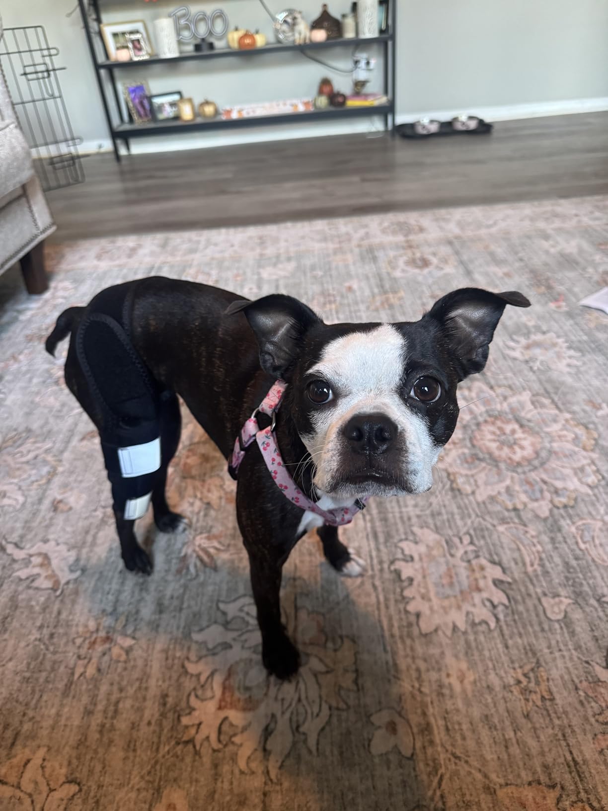 ACL Knee Brace for Dogs Back Leg, Canine Care CCL Brace for Dogs Hind Leg, Better Recovery Knee Brace for Rear Leg Cruciate Ligament Injuries, Reduces Pain and Inflammation XL customer photo 1