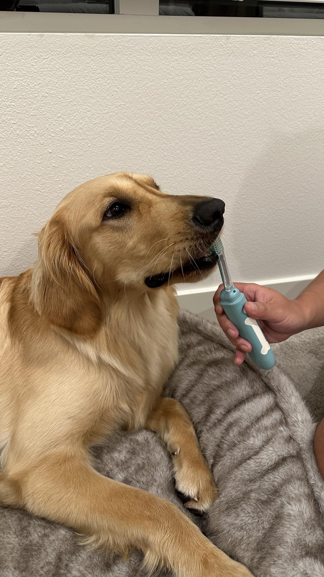 Dog Toothbrush | No-Vibration or Noise, Electrolytic Technology | Improves Oral Health & Reduces Bad Breath | Cleaning Brushing Kit | No Toothpaste Needed | Dog Teeth Cleaning Kit customer photo 2